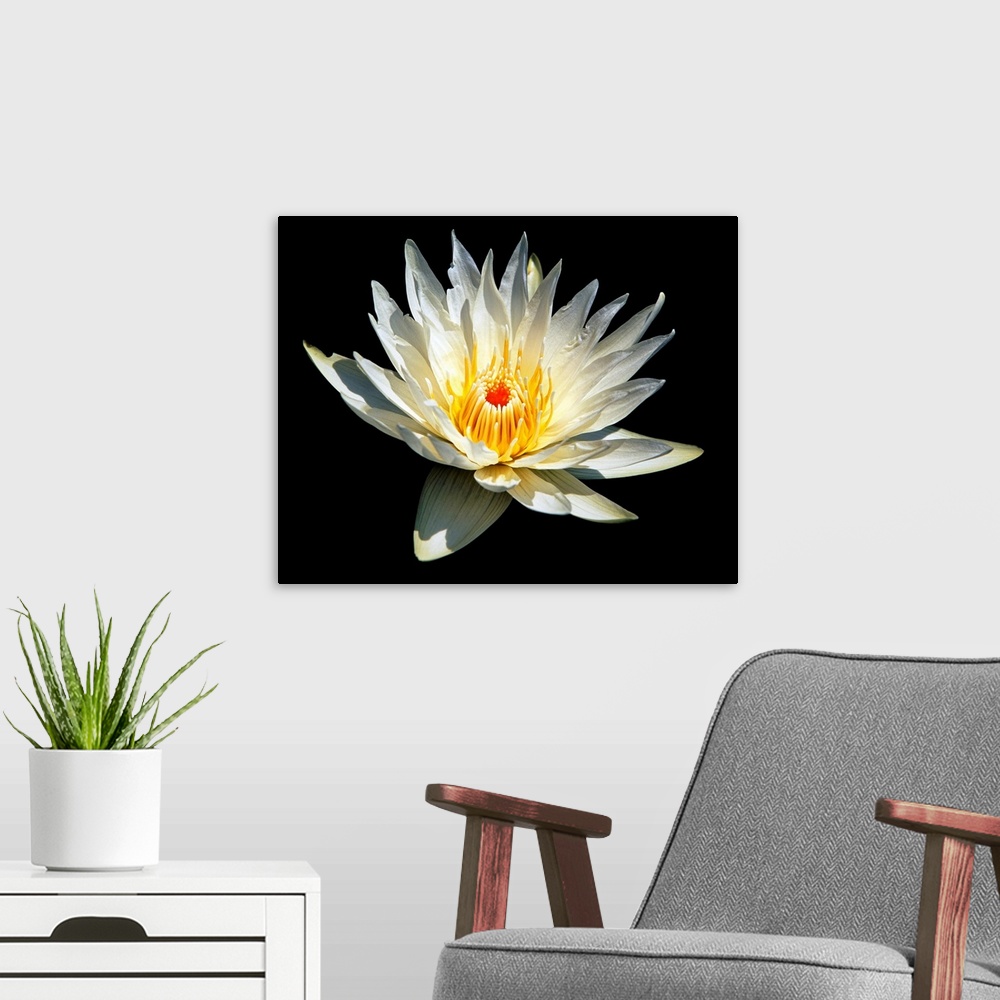 A modern room featuring White Glowing Water Lily