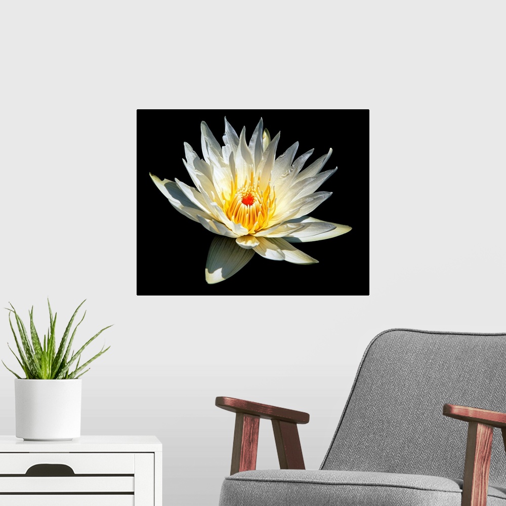 A modern room featuring White Glowing Water Lily