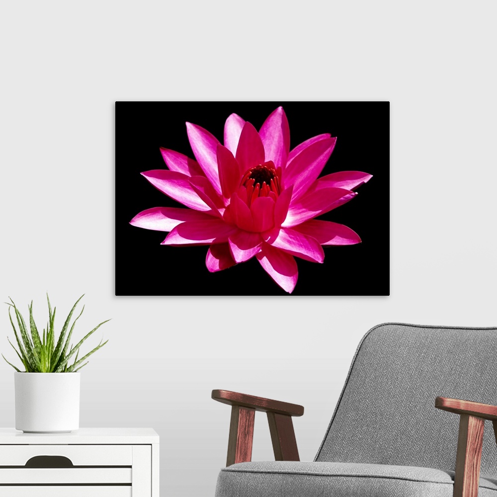A modern room featuring Close Up View of a Red Water Lily