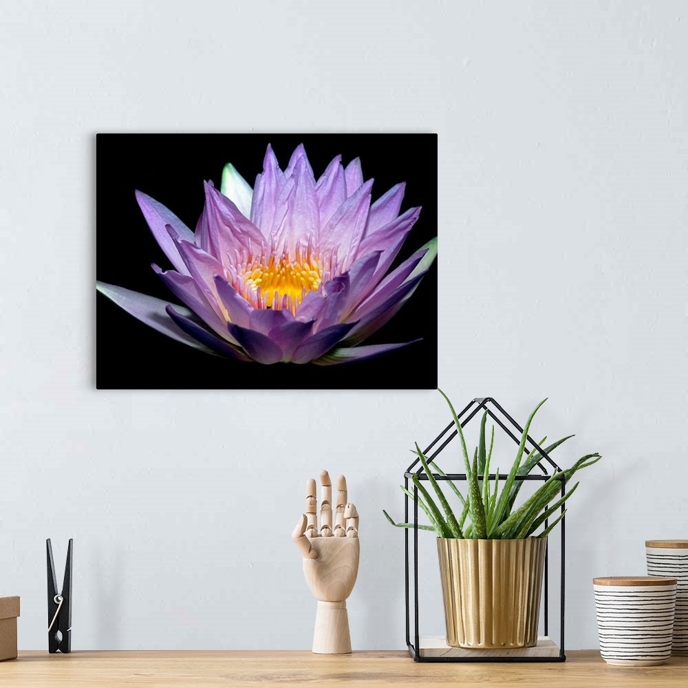 A bohemian room featuring A water lily is illuminated from underneath against a dark background.