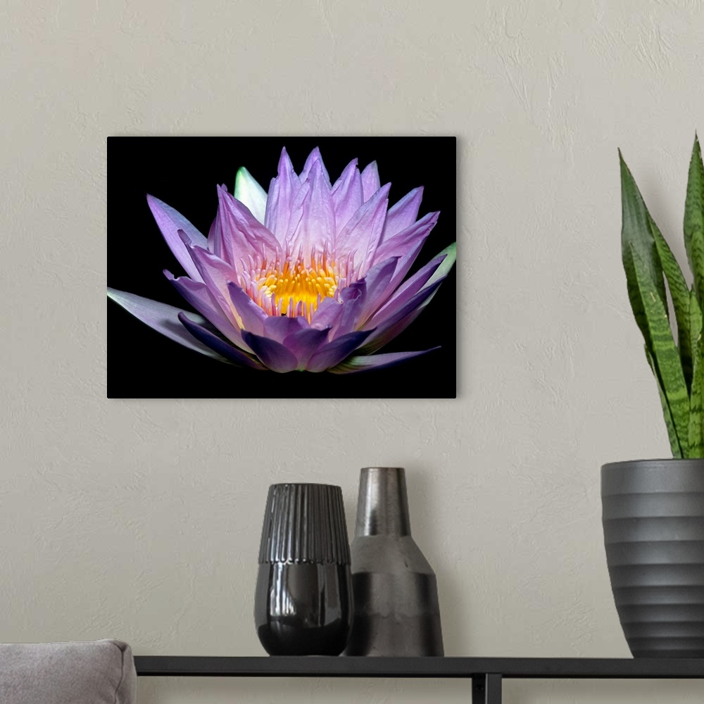 A modern room featuring A water lily is illuminated from underneath against a dark background.