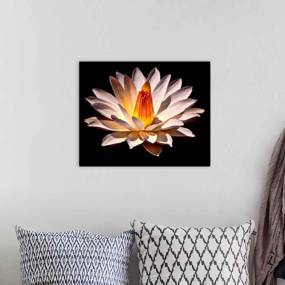 A bohemian room featuring A large white flower with a warm colored stamen is pictured against a black background so that it...