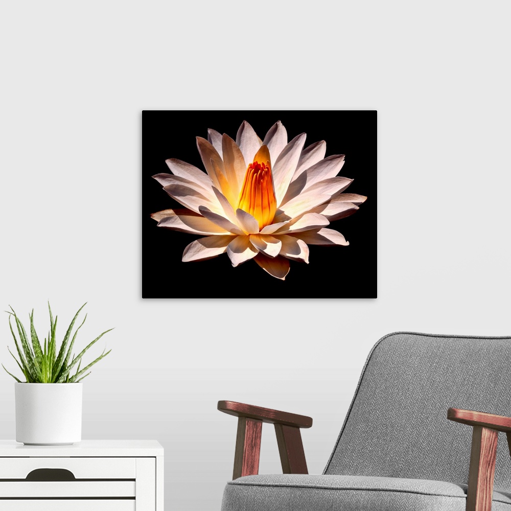 A modern room featuring A large white flower with a warm colored stamen is pictured against a black background so that it...
