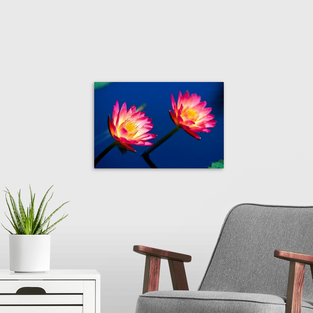 A modern room featuring Two brightly colored water lilies poke out above the water surface.