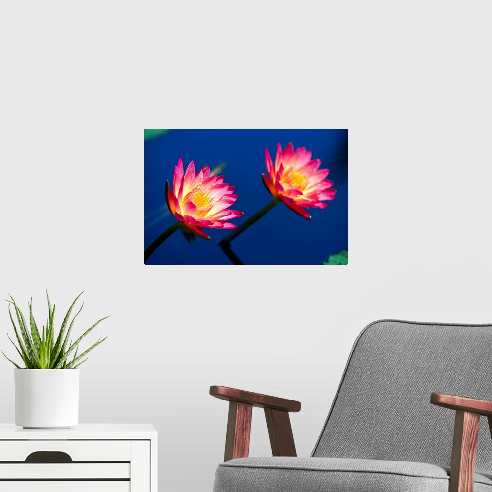 A modern room featuring Two brightly colored water lilies poke out above the water surface.