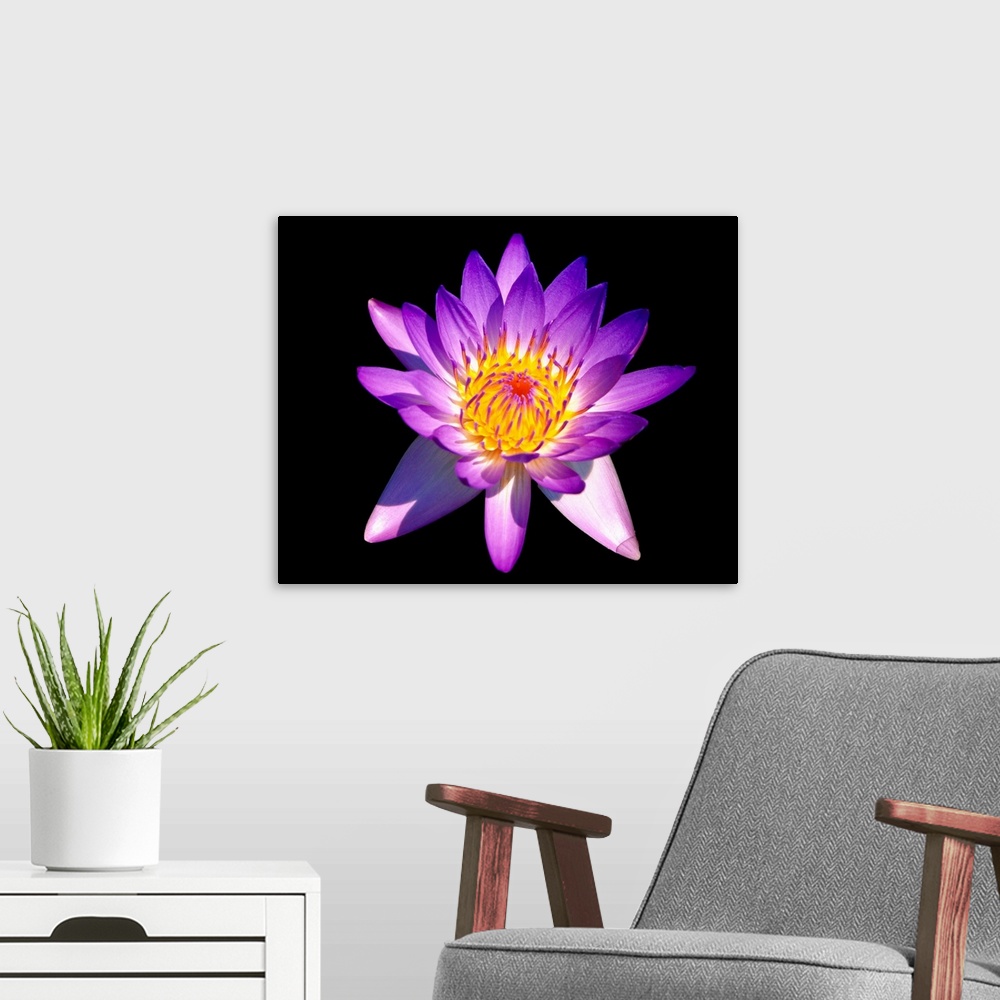 A modern room featuring Blooming Purple  Fragrant Water Liliy
