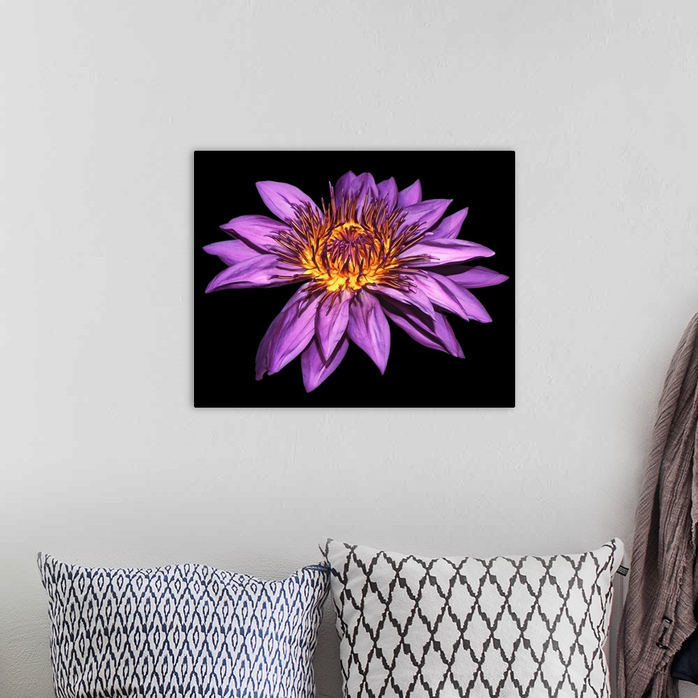 A bohemian room featuring Photograph of a large blooming purple water lily on a dark solid background.
