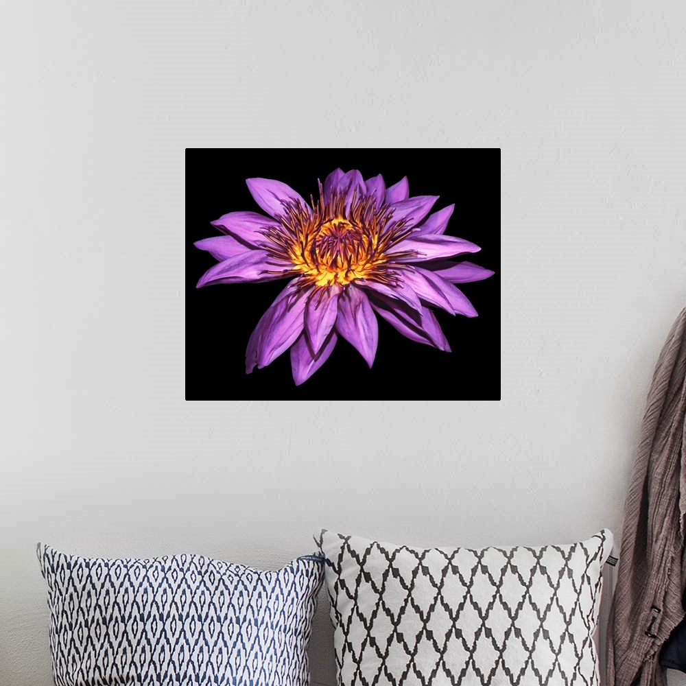 A bohemian room featuring Photograph of a large blooming purple water lily on a dark solid background.
