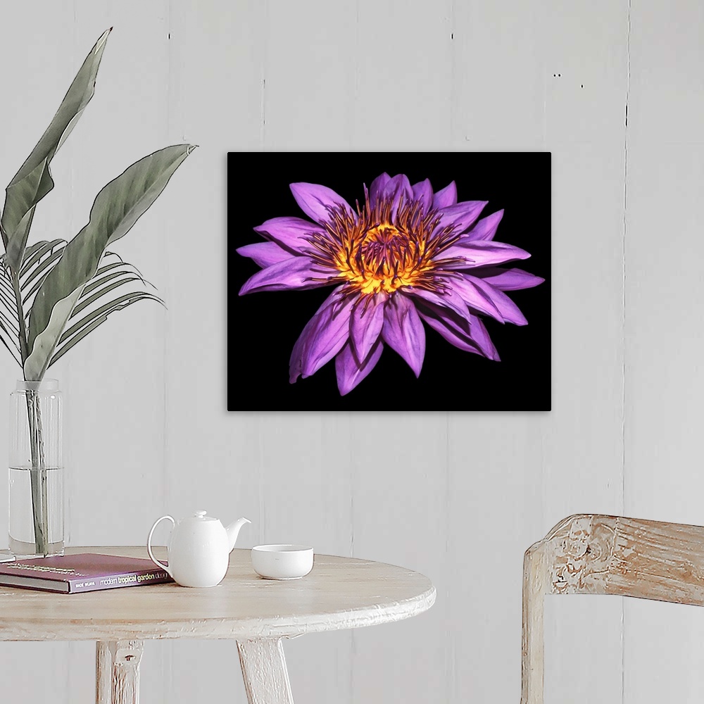 A farmhouse room featuring Photograph of a large blooming purple water lily on a dark solid background.