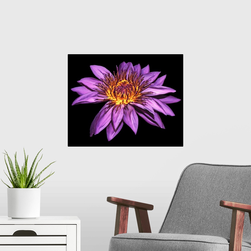A modern room featuring Photograph of a large blooming purple water lily on a dark solid background.