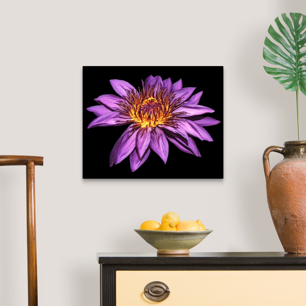 A traditional room featuring Photograph of a large blooming purple water lily on a dark solid background.