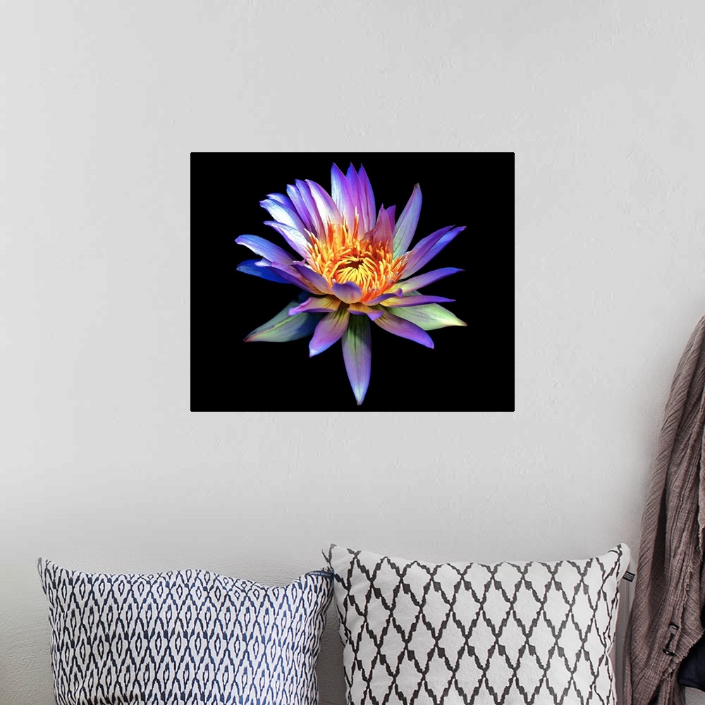 A bohemian room featuring Up close photograph of blossoming water lily in high saturation against a dark background.