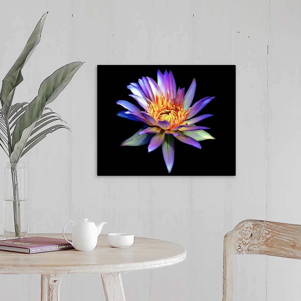 A farmhouse room featuring Up close photograph of blossoming water lily in high saturation against a dark background.