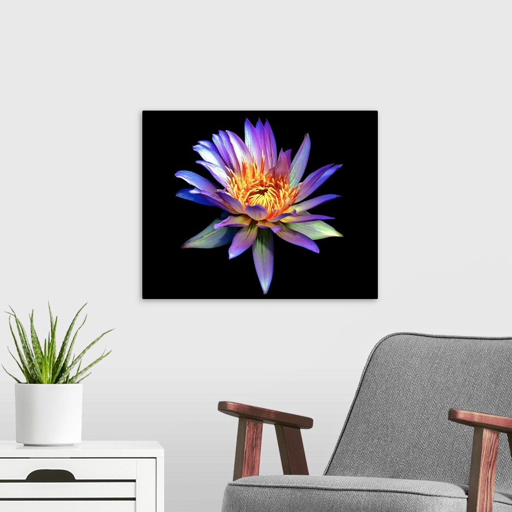 A modern room featuring Up close photograph of blossoming water lily in high saturation against a dark background.