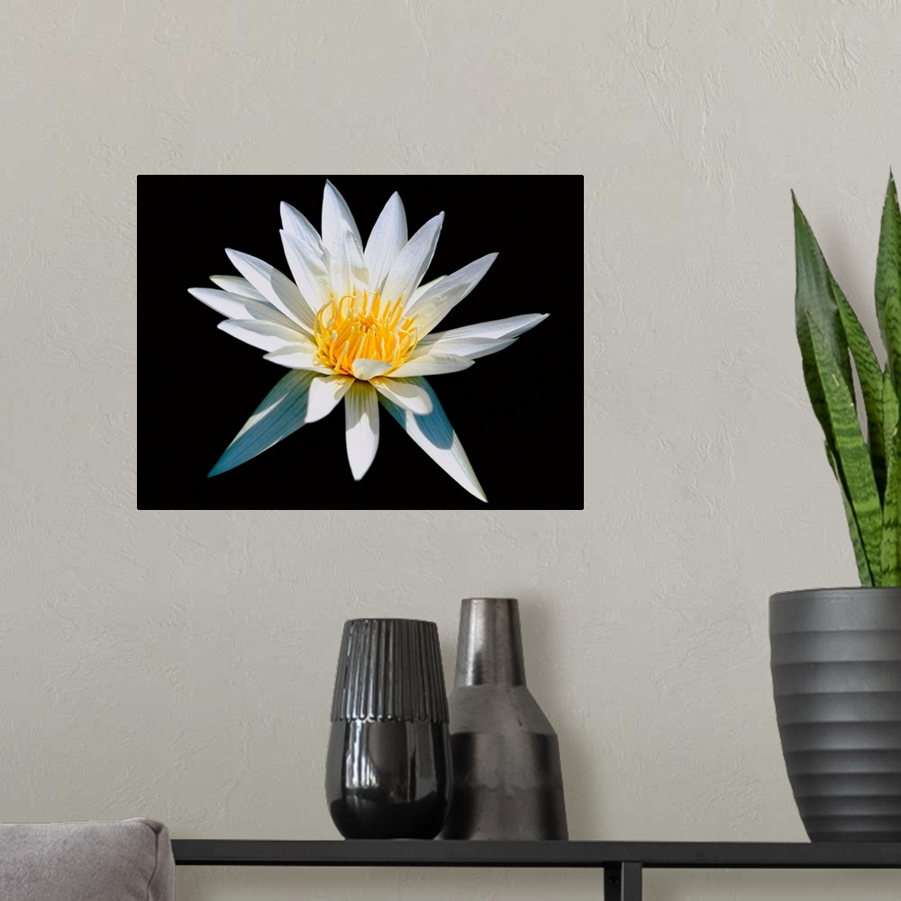 A modern room featuring Elegant White Water Lily