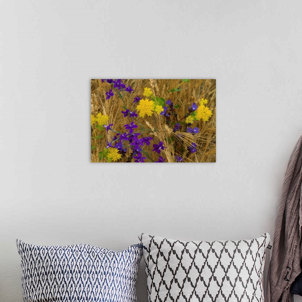 A bohemian room featuring A nature close up of wild flowers growing amongst slender stalks of grain in this horizontal photo.