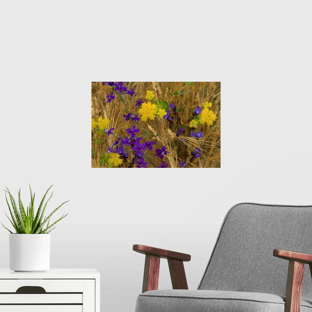 A modern room featuring A nature close up of wild flowers growing amongst slender stalks of grain in this horizontal photo.