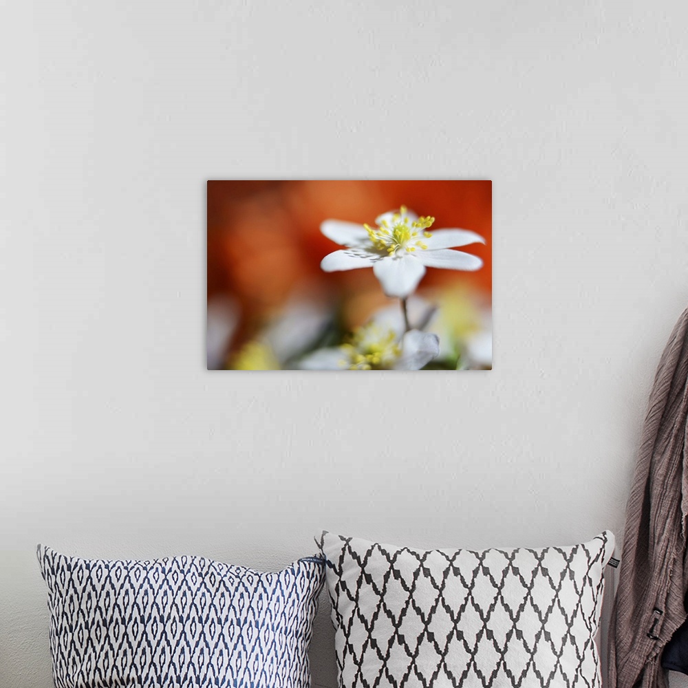 A bohemian room featuring A macro photograph of focus on a white flower against a unfocused orange background.