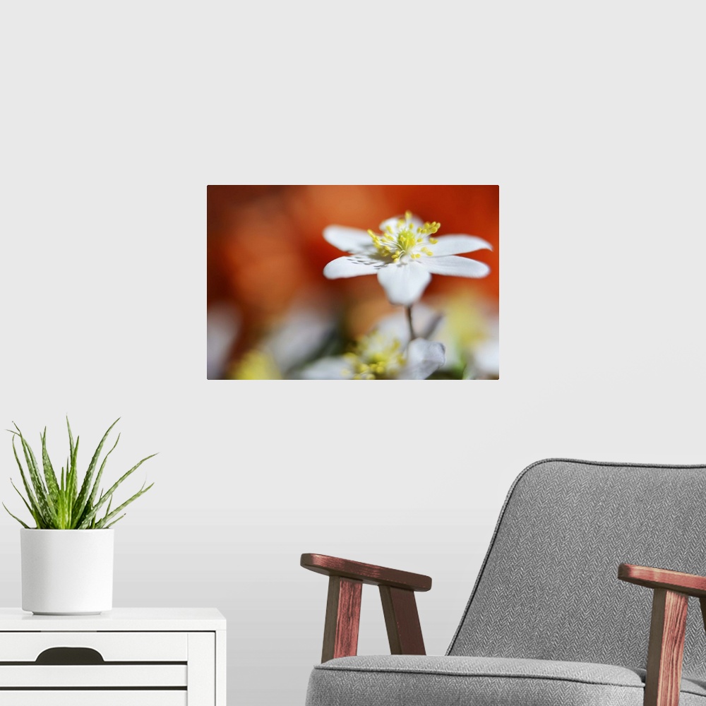 A modern room featuring A macro photograph of focus on a white flower against a unfocused orange background.