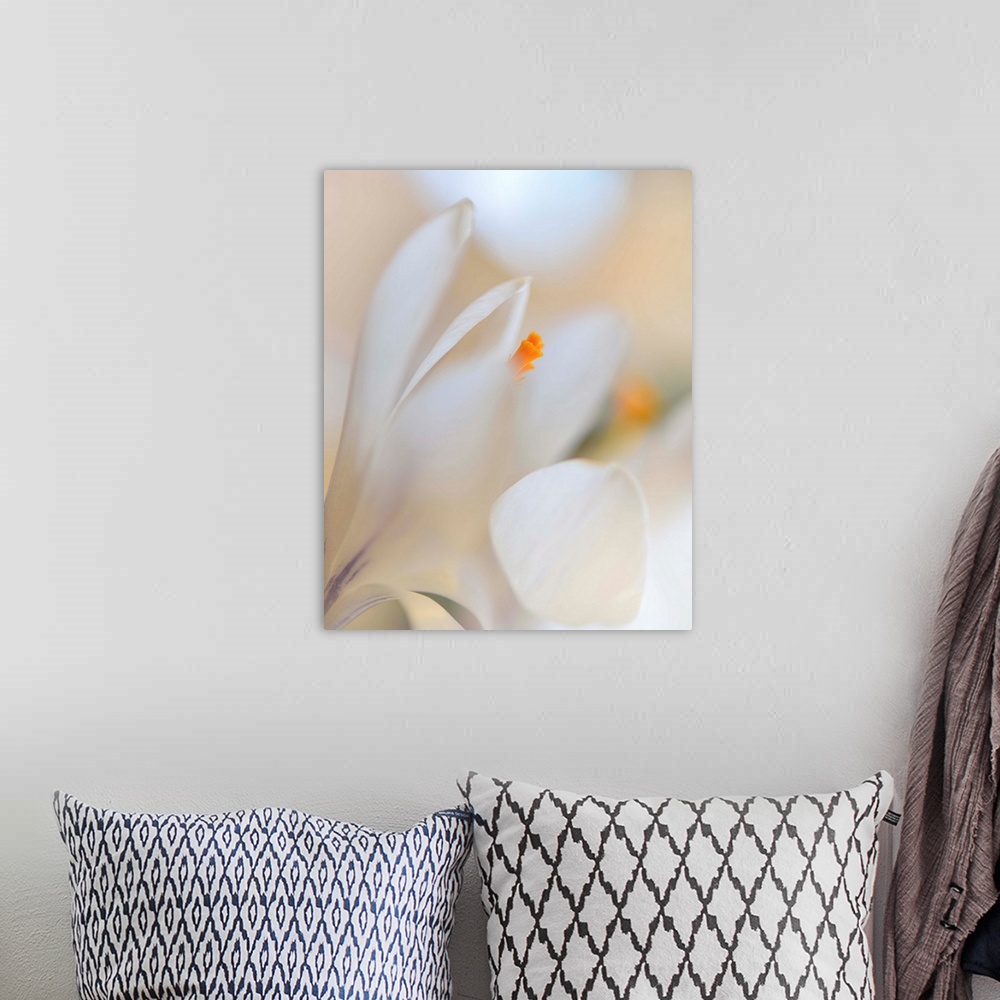 A bohemian room featuring Delicate white petals of a flower in soft focus.