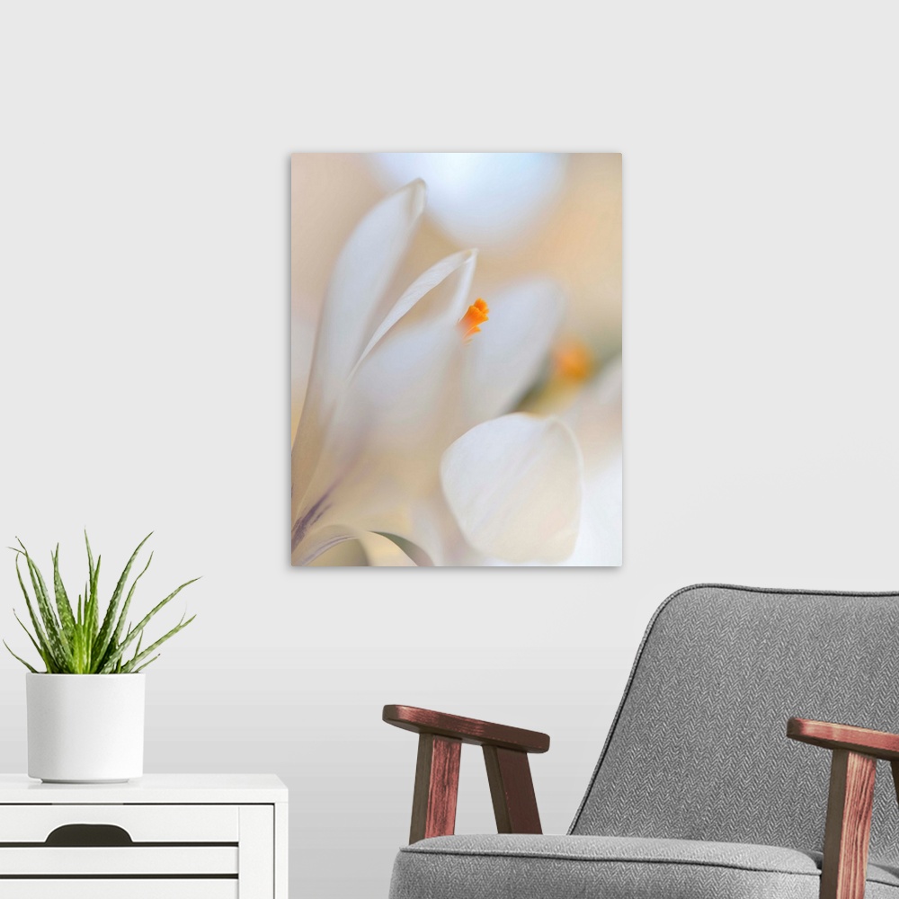 A modern room featuring Delicate white petals of a flower in soft focus.