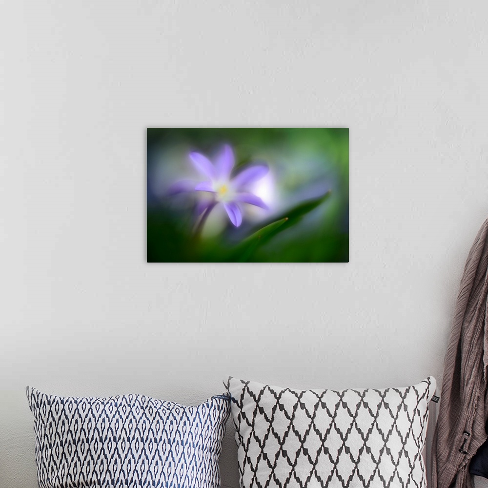 A bohemian room featuring Macro photo of a flower with purple petals.
