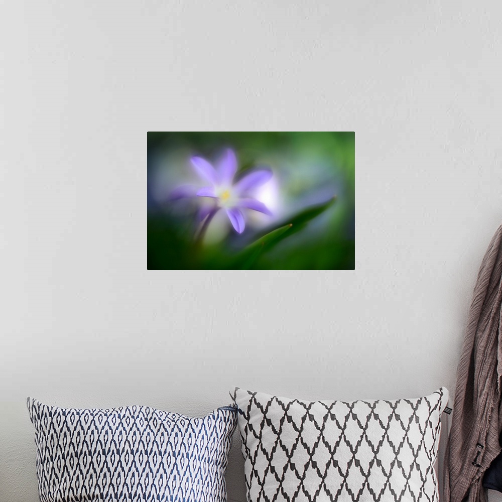 A bohemian room featuring Macro photo of a flower with purple petals.