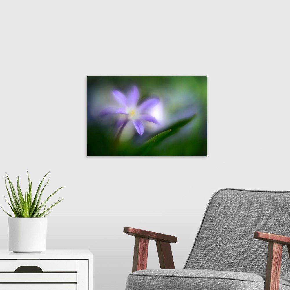 A modern room featuring Macro photo of a flower with purple petals.