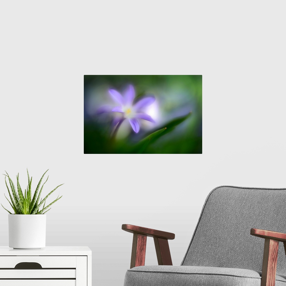A modern room featuring Macro photo of a flower with purple petals.