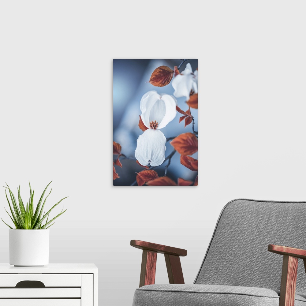 A modern room featuring Dogwood blooming