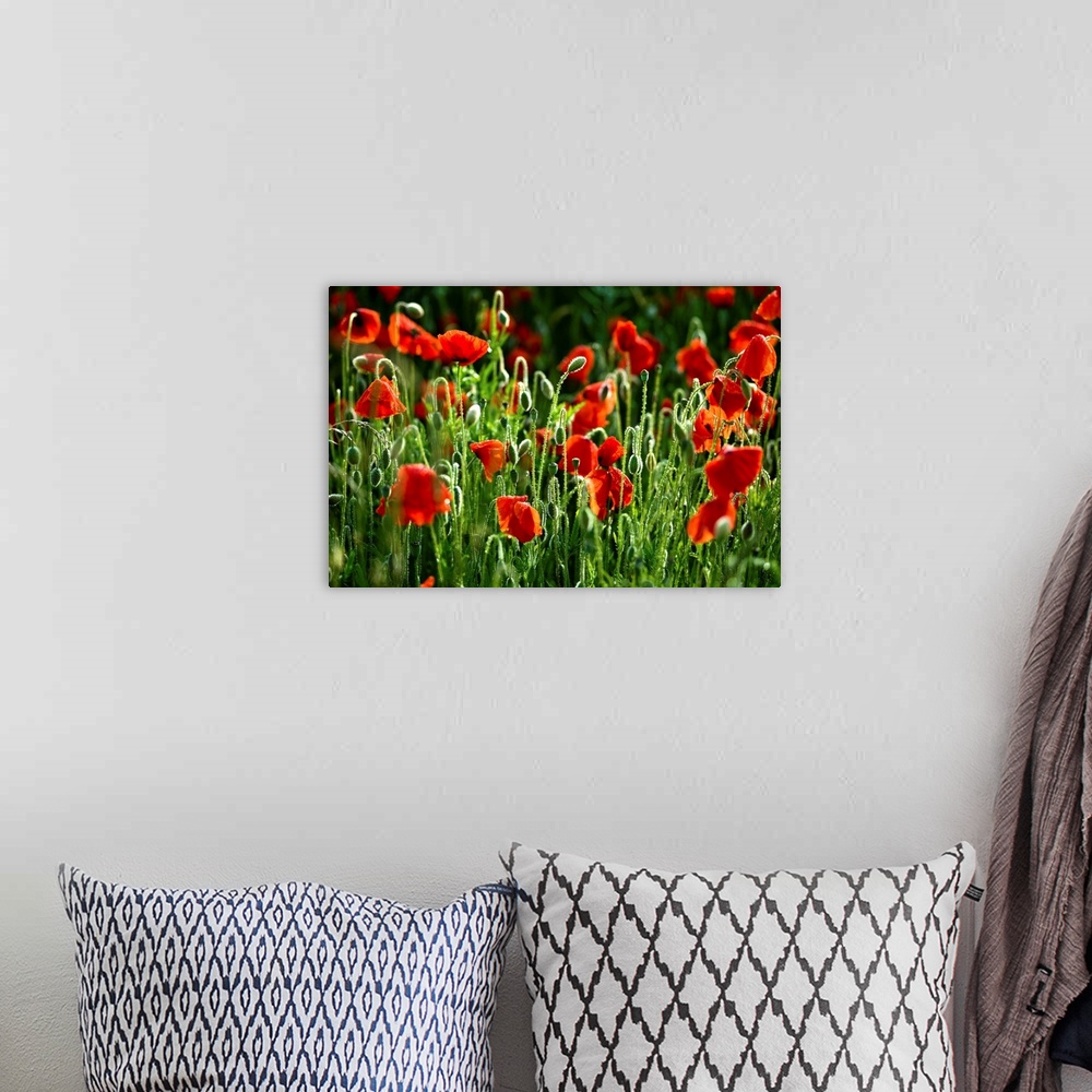 A bohemian room featuring This large piece consists of poppy flowers that have begun to bloom. There are still lots of gree...