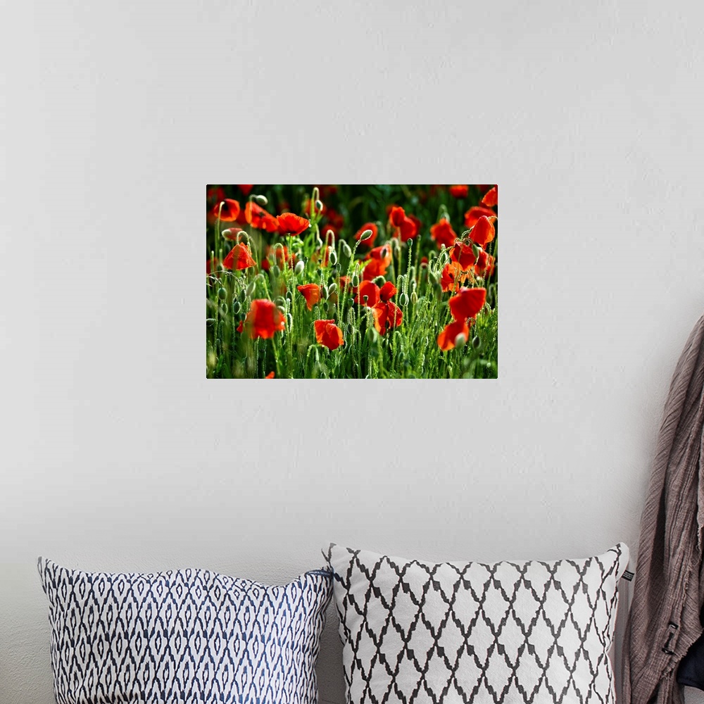 A bohemian room featuring This large piece consists of poppy flowers that have begun to bloom. There are still lots of gree...
