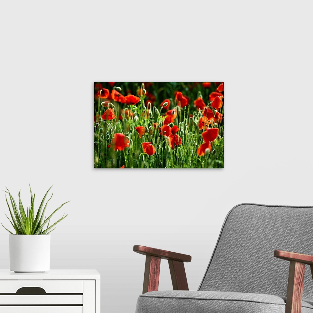 A modern room featuring This large piece consists of poppy flowers that have begun to bloom. There are still lots of gree...