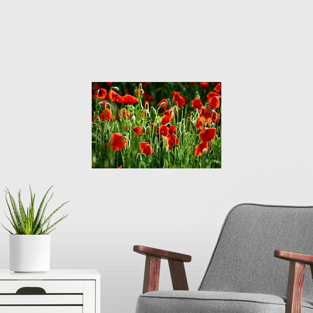 A modern room featuring This large piece consists of poppy flowers that have begun to bloom. There are still lots of gree...