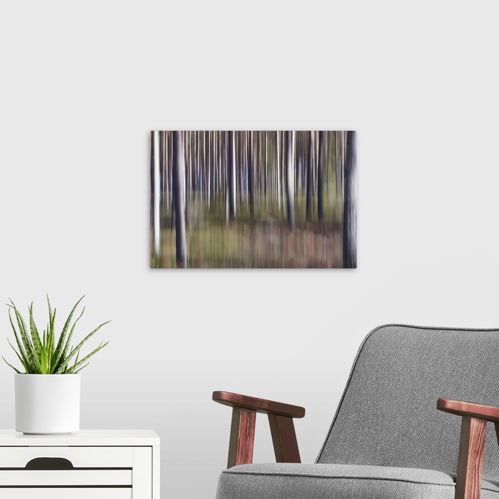 A modern room featuring The vibrant colors of spring in a beautiful pine forest.