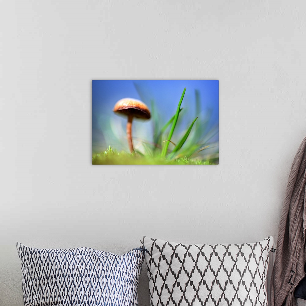 A bohemian room featuring A mushroom with a wide cap growing next to blades of grass with a blue sky overhead.
