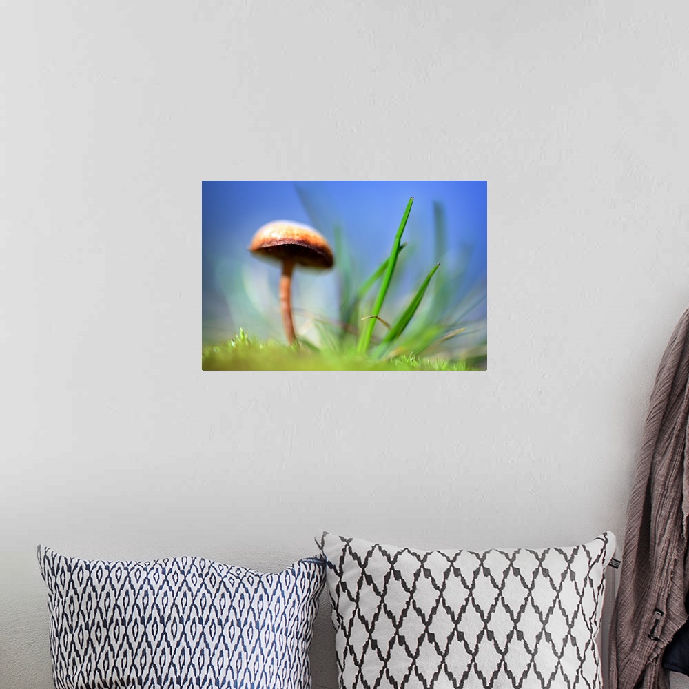 A bohemian room featuring A mushroom with a wide cap growing next to blades of grass with a blue sky overhead.