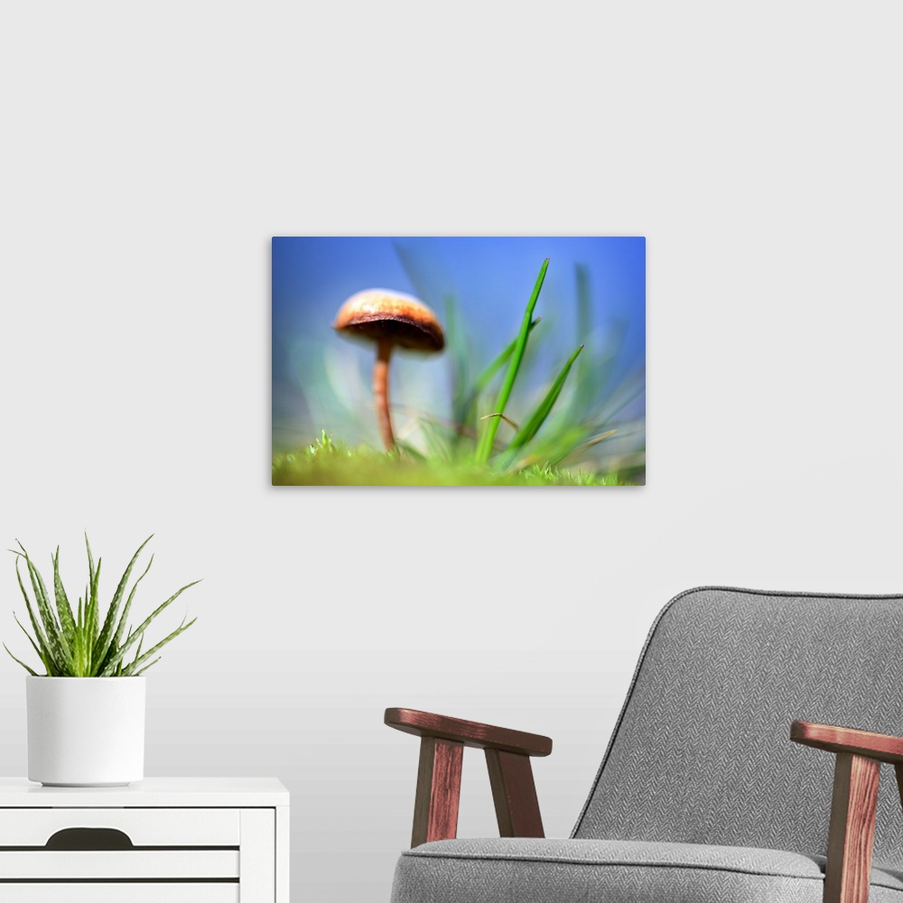 A modern room featuring A mushroom with a wide cap growing next to blades of grass with a blue sky overhead.