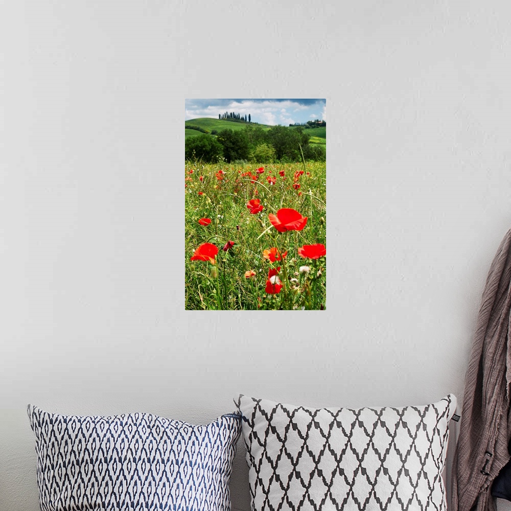 A bohemian room featuring Close up view of red poppies in a field, Tuscany, Italy.