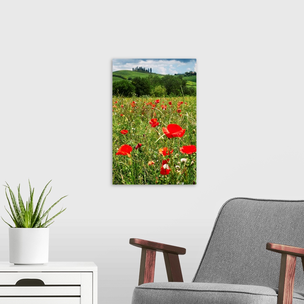 A modern room featuring Close up view of red poppies in a field, Tuscany, Italy.