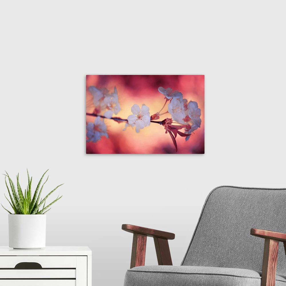 A modern room featuring Large photo on canvas of a flowering tree branch.