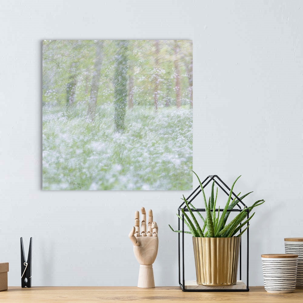A bohemian room featuring Dreamlike photograph of a forest filled with small white flowers and a blurred appearance.