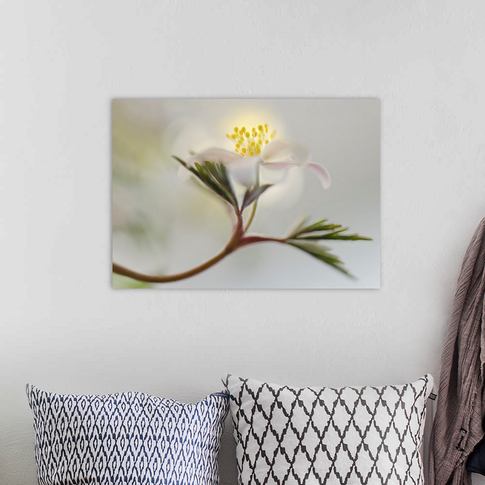 A bohemian room featuring Dreamlike image of a white flower growing off of a long stem with green leaves on a blurred backg...
