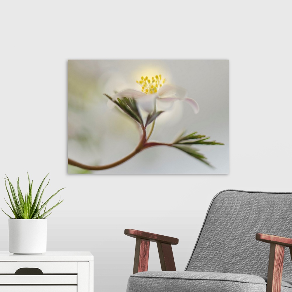 A modern room featuring Dreamlike image of a white flower growing off of a long stem with green leaves on a blurred backg...