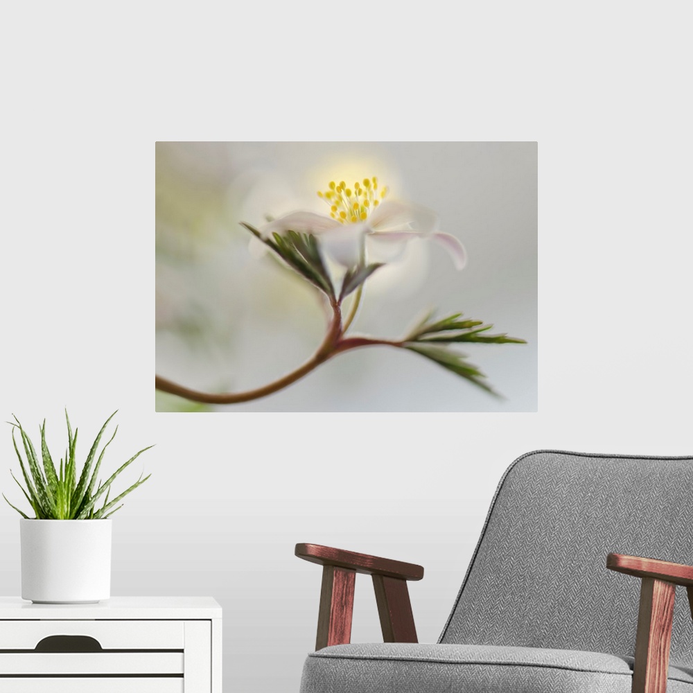 A modern room featuring Dreamlike image of a white flower growing off of a long stem with green leaves on a blurred backg...