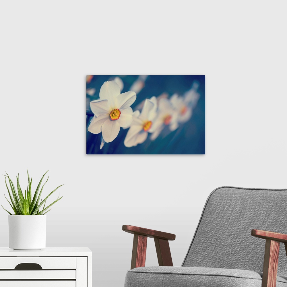 A modern room featuring Horizontal photograph on a large wall hanging of big, blooming flowers in a row, focus becomes so...
