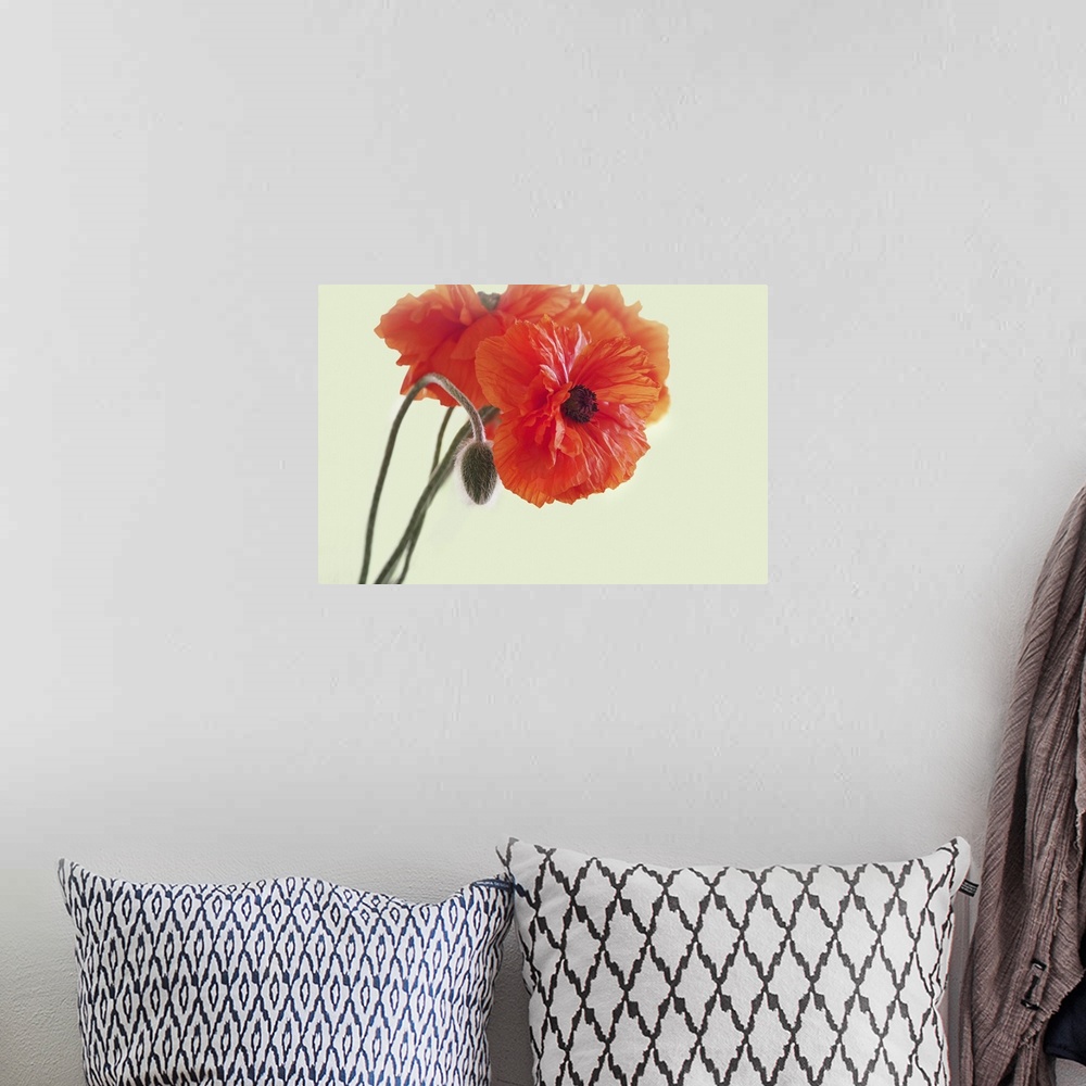 A bohemian room featuring Close-up of poppies.