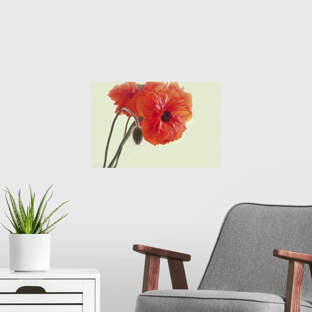 A modern room featuring Close-up of poppies.