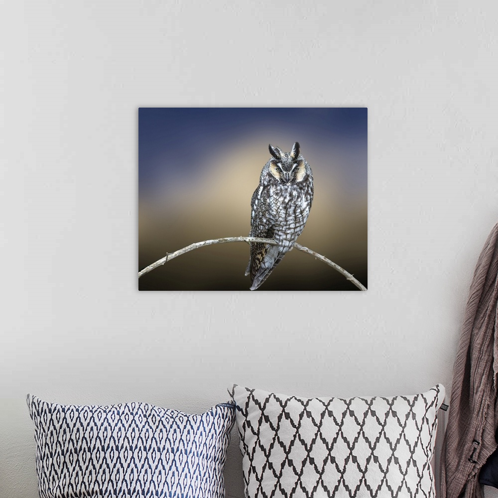 A bohemian room featuring Creative image of Great Horned Owl