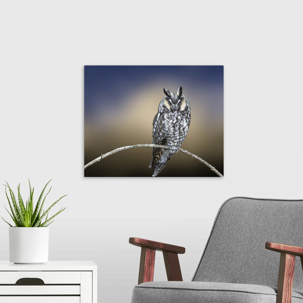 A modern room featuring Creative image of Great Horned Owl